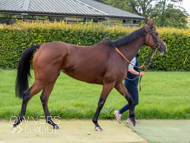HC240925-71 - Mighty Quiet
